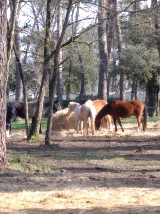 Mobil Home Ronce Les Bains Bagian luar foto